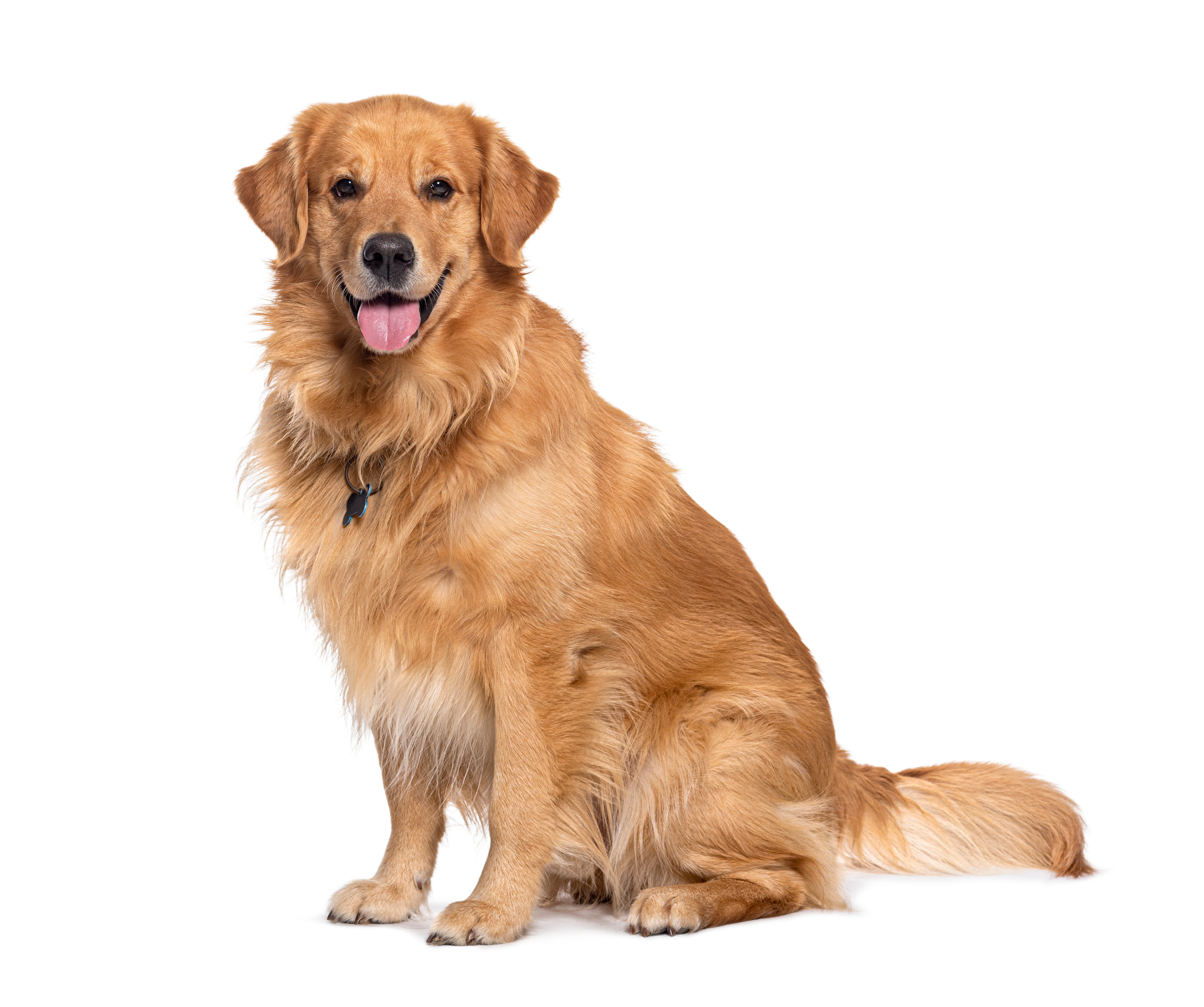 Cute Golden Retriever Puppy Playing in the Park