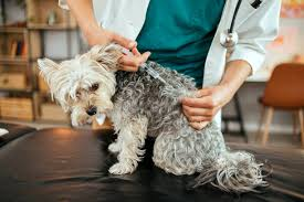 Dog Vaccination & Health Checkup