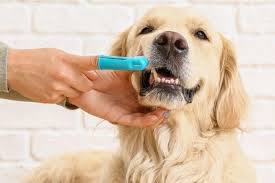 Pet Dental Cleaning