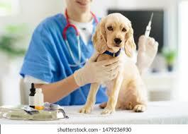 Dog Vaccination & Health Checkup At clinic