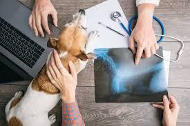 Pet X-Ray & Diagnostics