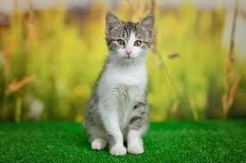 kitty